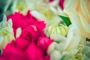 rose blanche agrandi. fond de boutons floraux. photo