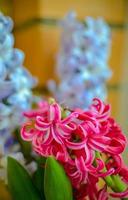 bouquet de jacinthe rose et bleue. mise au point sélective. photo