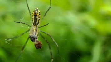 araignée mangeant des proies sur la toile d'araignée photo