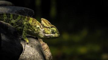 caméléon indien ensoleillé photo