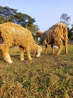 stock de moutons de couleur dorée sur le terrain pour manger de l'herbe photo