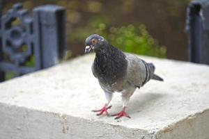 portrait d'un pigeon gris sur un arrière-plan flou photo