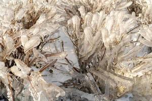 fond naturel avec des cristaux de glace sur les plantes après une pluie glacée. photo