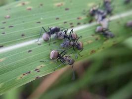 les fourmis tisserandes noires se rassemblent sur les feuilles vertes photo