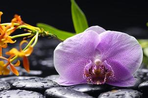 orchidée violet clair belle fleur et papillons flottants branche dessinée à la main sur blanc photo