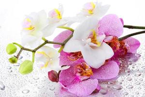orchidée blanche claire belle fleur et papillons flottants branche dessinée à la main sur blanc photo