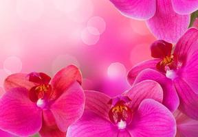 orchidée violet clair belle fleur et papillons flottants branche dessinée à la main sur blanc