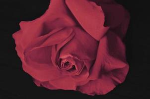 rose rouge beauté carré fleur roses nature avec bouquet de roses et feuille verte photo