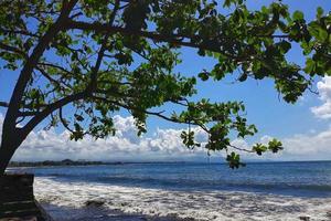 plage avec arbres et mer claire photo