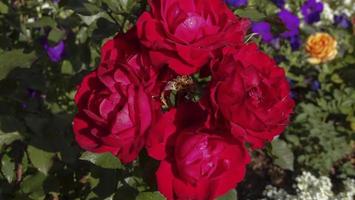 roses rouges foncées naturelles avec des gouttes de pluie de feuilles vertes du concept de printemps dans le jardin. photo