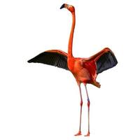 Safari zoo animal oiseau rouge accrochant leurs pattes ensemble sur blanc photo
