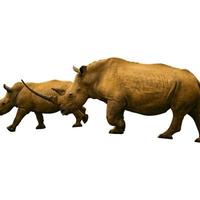 Safari au zoo d'animaux de rhinocéros au chocolat accrochant leurs pattes ensemble sur le blanc photo
