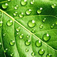 feuille verte belle goutte d'eau de pluie et nature de texture de feuille sur vert naturel. photo