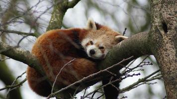 un panda roux dort sur un tronc d'arbre