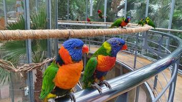 des hordes d'oiseaux perroquets colorés sont perchés dans les arbres