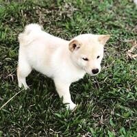 un mignon petit chien blanc qui marche sur l'herbe photo