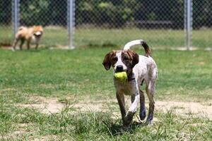 un chien joue au ballon dans une cour ouverte avec un arrière-plan flou photo