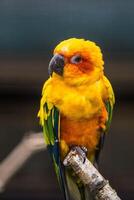 un moineau avec la couleur des plumes jaunes est perché sur un arrière-plan flou photo