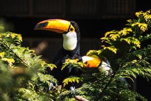 un oiseau malade de la corne est perché sur un tronc d'arbre avec des feuilles vertes photo