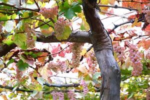 les raisins roses poussent sur des arbres aux tiges brunes et aux feuilles vert brunâtre photo