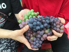beaucoup de raisins violets dans des mains humaines photo