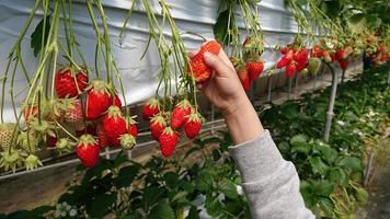 des plants de fraises rouges sont cueillis dans le jardin