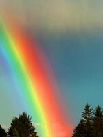 ambiance colorée arc-en-ciel forêt d'épinettes ensoleillées d'été avec de l'herbe et des arbres sur la mer photo