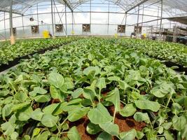 beaucoup de légumes verts poussent dans un jardin clos photo