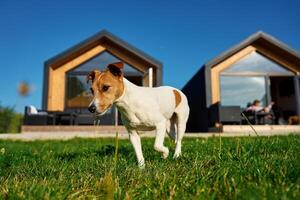 mignonne chien sur pelouse avant de banlieue maison photo