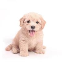chiots chien brun chiot souriant drôle chien une patte et chiot mignon sur blanc photo