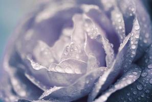 fleur pourpre tropicale pluvieuse naturelle avec des feuilles exotiques sur la nature des terres arborées. photo