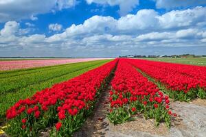 fleur tropicale de tulipe rouge beau bouquet avec feuille verte exotique sur la nature terrestre. photo