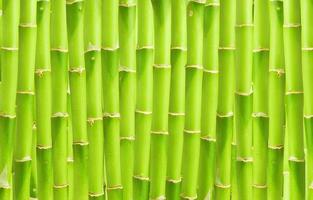 forêt de bambous japonais vert et papier peint oriental en croissance bambou naturel.