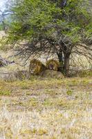 les lions mâles se détendent au parc national safari kruger en afrique du sud.