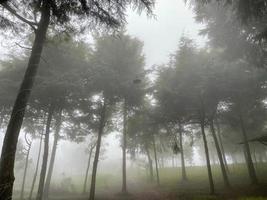 vue sur le paysage de la forêt brumeuse. la nuance matinale dans la forêt est glaciale mais semble paisible. l'endroit agréable pour s'évader. photo