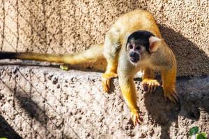 singe écureuil bolivien. mammifère et mammifères. monde terrestre et faune. faune et zoologie. photo
