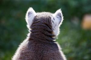 singe lémur catta. mammifère et mammifères. monde terrestre et faune. faune et zoologie. photo