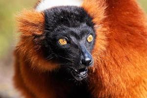 singe lémurien roux. mammifère et mammifères. monde terrestre et faune. faune et zoologie. photo