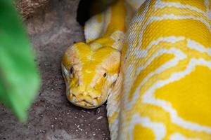 serpent python birman. reptile et reptiles. amphibiens et amphibiens. faune tropicale. faune et zoologie. photo