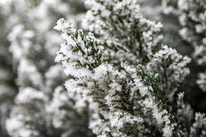 paysage enneigé. neige et flocons de neige sur la branche d'arbre. thème de noël et de noël. temps glacial. photo