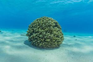 récif de corail et plantes aquatiques dans la mer rouge, eilat israël photo