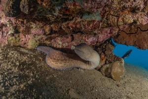 murène mooray lycodontis undulatus dans la mer rouge, eilat israël photo