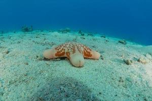 étoile de mer sur les fonds marins de la mer rouge, eilat israël photo