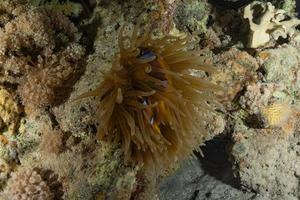 récif de corail et plantes aquatiques dans la mer rouge, eilat israël photo