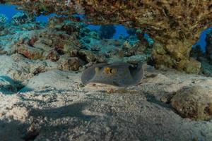 Stingray à points bleus sur les fonds marins de la mer rouge photo