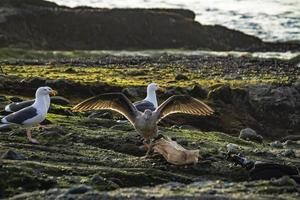 oiseaux sur laguna beach ca - déc 2018 photo