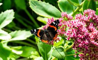 photographie à thème beau papillon noir monarque