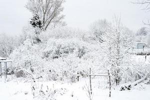 forêt de neige d'hiver photo