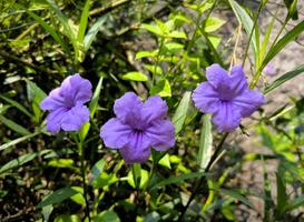 magnifique violet biscuit salé plante ou Ruellia simplex fleurs sont épanouissement dans le jardin. photo