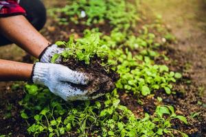 comment faire pousser des légumes l'agriculture des plantes. creuser dans le sol la culture du potager et séparer les premières pousses. chou chinois photo